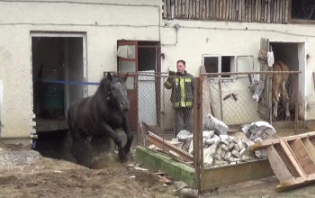 Tűzoltók segítettek kijutni egy lónak egy pincéből a Somogy megyei Heresznyén - VIDEÓ