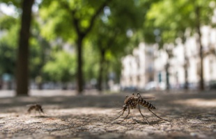 Részleges kémiai szúnyoggyérítés lesz Kaposváron augusztus 3-án