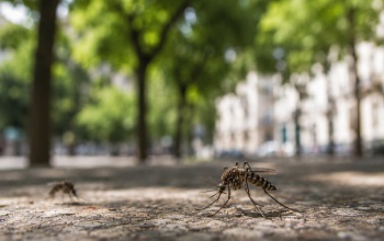 Részleges kémiai szúnyoggyérítés lesz Kaposváron augusztus 3-án