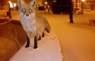 Hipp-hopp, jön Vuk! Róka guberál a belvárosban
