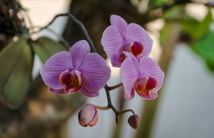 Orchidea újratervezve – ültetés, gondozás, újravirágoztatás