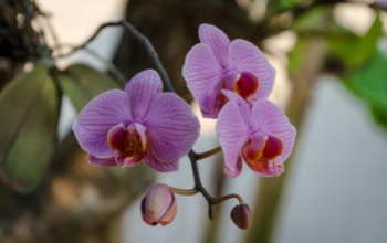 Orchidea újratervezve – ültetés, gondozás, újravirágoztatás