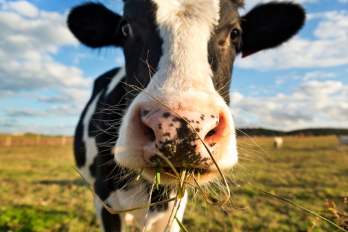 No milk today!