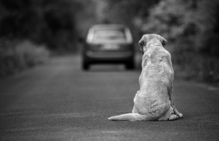 Aljas módon szabadult meg kutyáitól a férfi