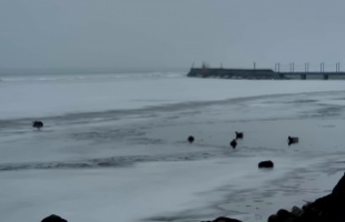 Egyre több a nyílt vízfelület a Balatonon