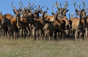 Kenyérsütés Szennában, legelő szarvasok Bőszénfán