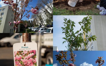 Közös faültetés az Arany János közben