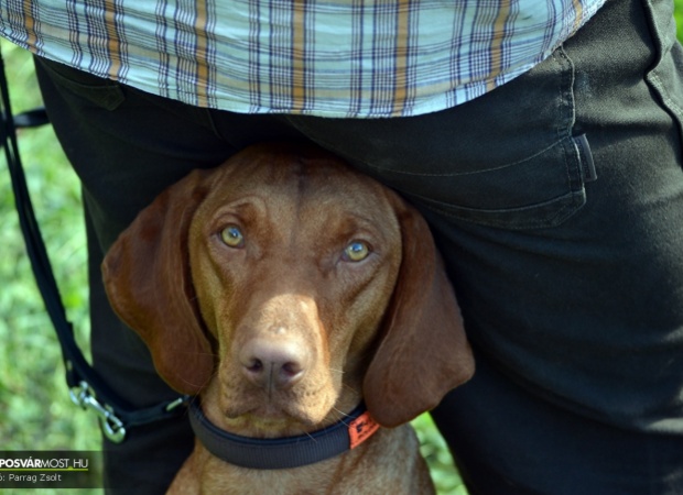 Országos vadászkutya kiállítás