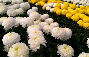 Agrárkamara: az idén kevesebb krizantém termett, de elegendő lesz a kínálat