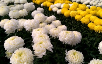 Agrárkamara: az idén kevesebb krizantém termett, de elegendő lesz a kínálat