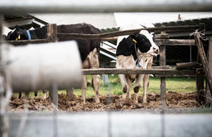További segítséget kapnak a ragadós száj- és körömfájás betegséggel sújtott agrárvállalkozások