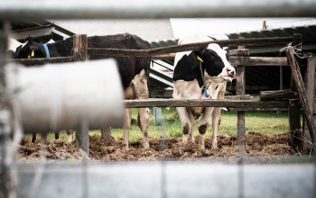 További segítséget kapnak a ragadós száj- és körömfájás betegséggel sújtott agrárvállalkozások