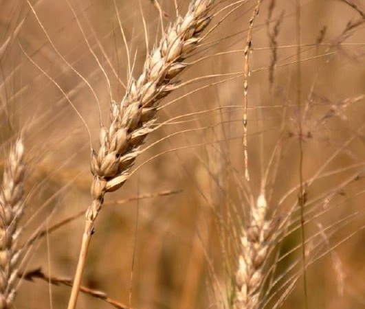 Aratás előtti búza Kaposszerdahely határában