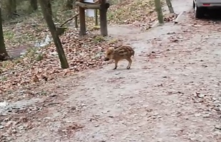 Árva vadmalaccal találkoztunk a Tókaji parkerdőben - mi a teendő ilyenkor?