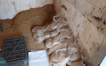 Lapáttal porciózták a dohányt