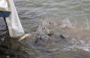 Pontyok és csukák is kerültek a Balatonba