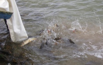 Pontyok és csukák is kerültek a Balatonba