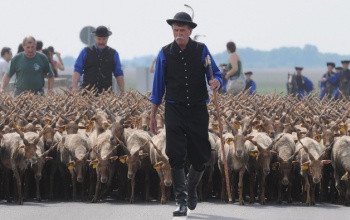 Végeztek az első juhászok a Kaposvári Egyetemen