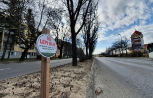 Kivirágzik a belváros, tulipánok és nárciszok teszik szebbé a tavaszt
