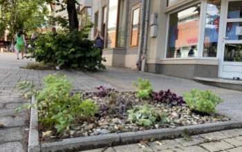 Megunta a gazt, virágot ültetett a helyére Klaudia
