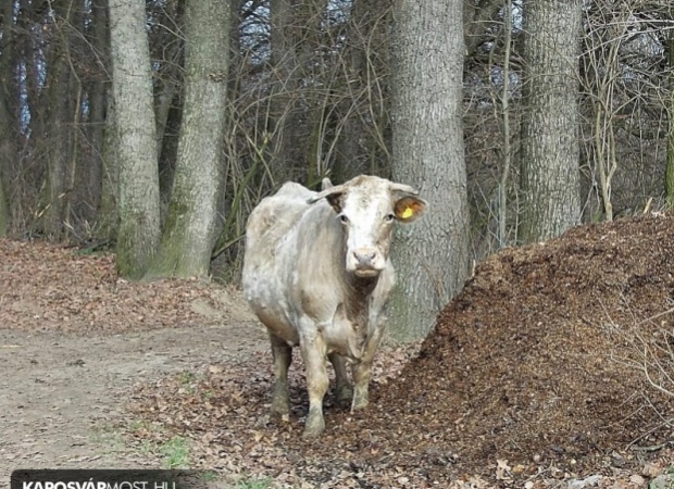 Boci a rengetegben