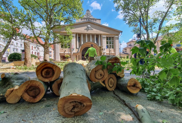 Durva látvány fogadta a munkásokat a Noszlopy utcai beteg fák kivágásakor (videó)