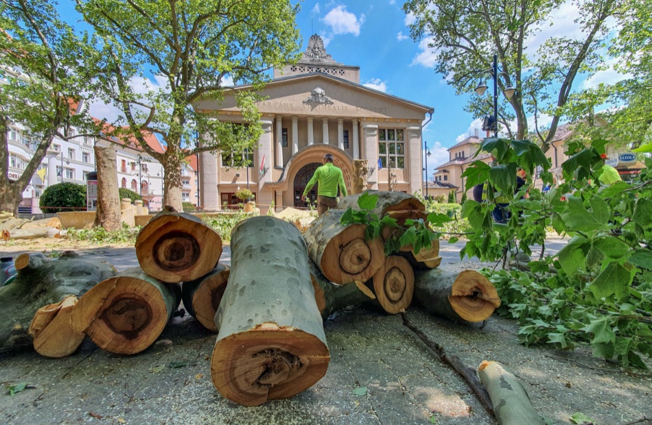 Durva látvány fogadta a munkásokat a Noszlopy utcai beteg fák kivágásakor (videó)