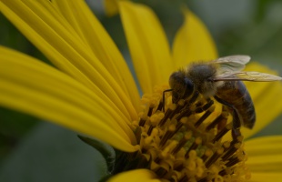 Ősszel sem pihennek a kaptár lakói: így segíthetjük a beporzókat