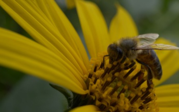 Ősszel sem pihennek a kaptár lakói: így segíthetjük a beporzókat