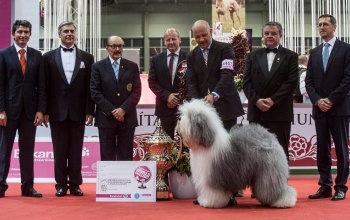 Magyar bobtail lett a világ legszebb kutyája