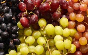 Ilyen lesz az idei szőlőtermés a balatoni borász szerint