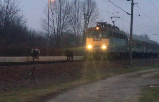 Két póniló kocogott a vonat előtt Somogyban