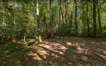 Séta Google Street View-val a zselici erdőben