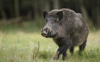 Kilövik a károkat okozó vadakat