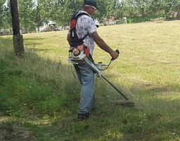 Június 30-ig bírság nélkül parlagfű-mentesíthetünk