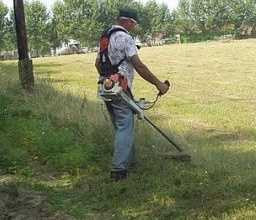 Június 30-ig bírság nélkül parlagfű-mentesíthetünk