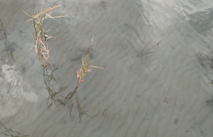 Kaszálható a Balaton alja