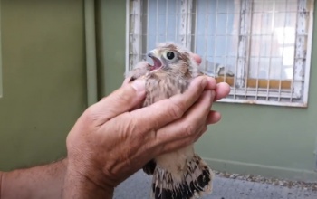 Madárfiókát mentettek meg a múzeum munkatársai