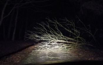 Kidőlt egy fa a Tókaji parkerdő bekötőjén