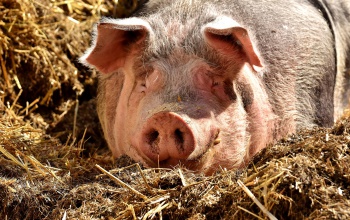 Ágazati összefogás a sertéspestis okozta károk megelőzéséért