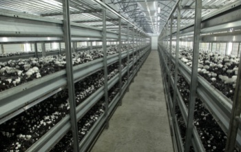 Magyar fejlesztésű technológia segítheti a gombatermesztést