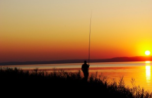 Orvhalászt fogtak Balatonbogláron