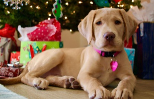 Alaposan gondoljuk meg, ha élő állatott akarunk ajándékozni karácsonyra