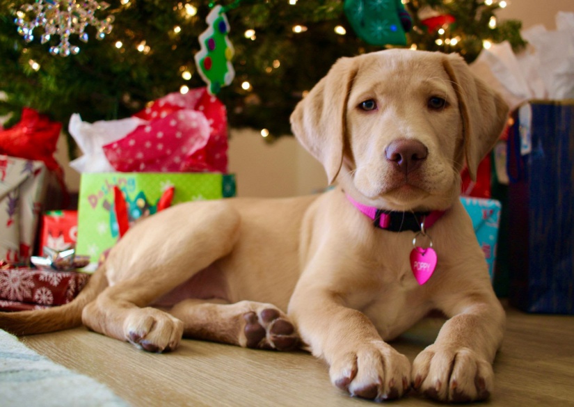 Forrás: Orpheus Állatvédő Egyesület