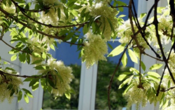 Virágillat lengi be a várost – Önnek melyik a kedvenc kaposvári helyszíne tavasszal?