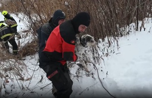 Hattyúkat, kutyákat és embereket is menteni kellett a jeges tavakról