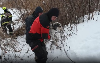 Hattyúkat, kutyákat és embereket is menteni kellett a jeges tavakról