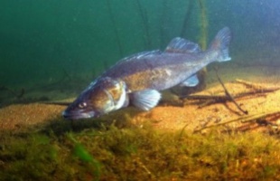 Süllőfészkeket helyeznek ki a Balatonon
