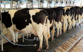 Segítséget nyújt a kormány a hazai tejágazat szereplőinek