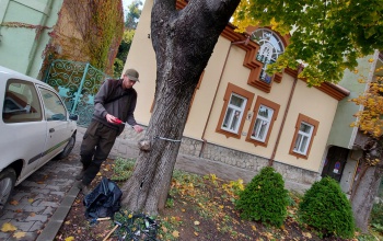 Vizsgálják a Németh István fasor hársfáit